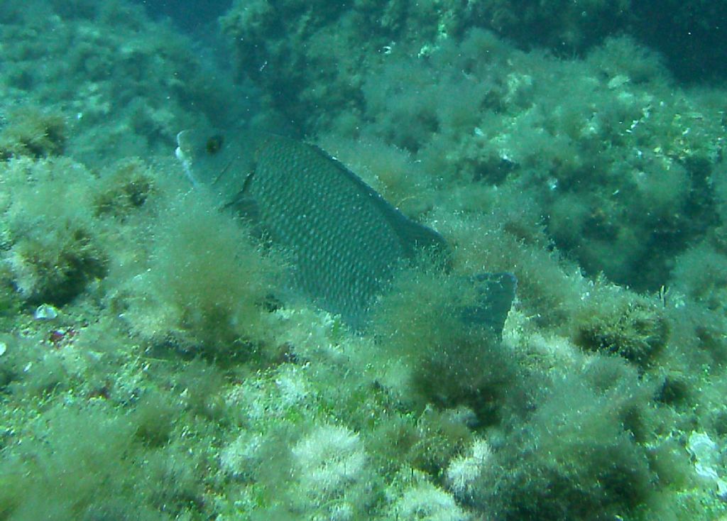 Labrus merula da AMP di Portofino